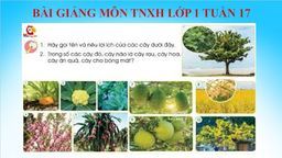 Bài giảng môn Tự nhiên và xã hội lớp 1 - Bài 10 Cây xanh quanh em Tiết 2