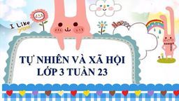 Bài giảng mônTNXH Tuần 23 TNXH Khả năng kì diệu của lá cây