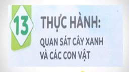 Bài giảng môn TNXH Bài 13 Thực hành quan sát cây xanh và các con vật Tiết 1, 2, 3 Lớp 1 tuần 21