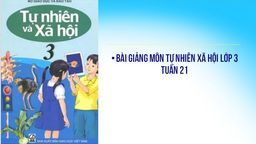 Bài giảng môn TNXH lớp 3  Tuần 21 Thân cây