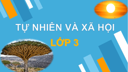 Bài giảng môn TNXH lớp 3  tuần 22-  Bài giảng Rễ cây