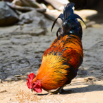 A rooster standing on the ground

Description automatically generated