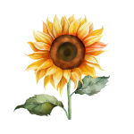 A sunflower with leaves

Description automatically generated