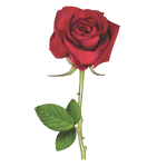 A close up of a rose

Description automatically generated