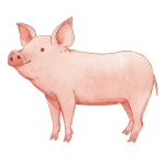 A pink pig with big ears

Description automatically generated