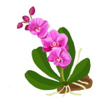 A purple flower with green leaves

Description automatically generated
