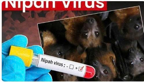 Dịch bệnh do virus Nipah và khuyến cáo của ngành Y tế
